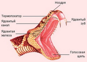 Ядовитые и неядовитые змеи Image027