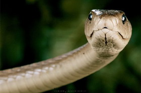 семь самых опасных змей планеты