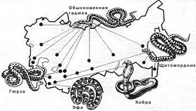 наиболее опасные змеи на территории бывшего ссср