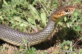 жителям одесской области посоветовали носить закрытую обувь во избежание укуса змей